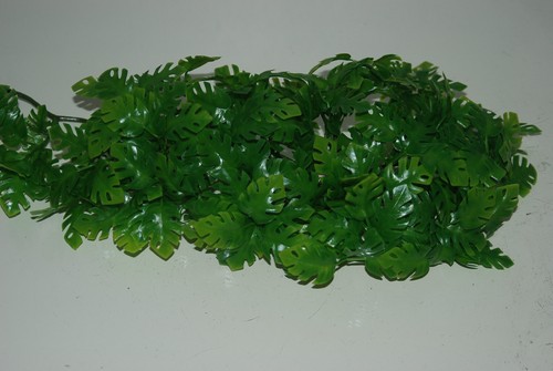 Terrarium Petit Jungle Plante