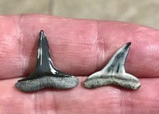 BEAUTIFUL PAIR - B. VALLEY - LEMON SHARK TOOTH FOSSILS