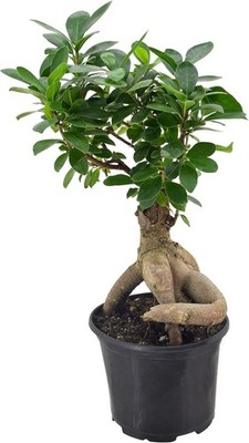 LV62 Ginseng Ficus Live Indoor Bonsai Plant in 6 in. Plastic Grower Pot, 6 In...
