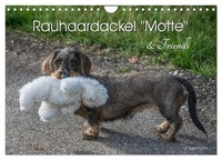Rauhaardackel Motte & Friends (Wandkalender 2026 DIN A4 Quer), Calvendo...