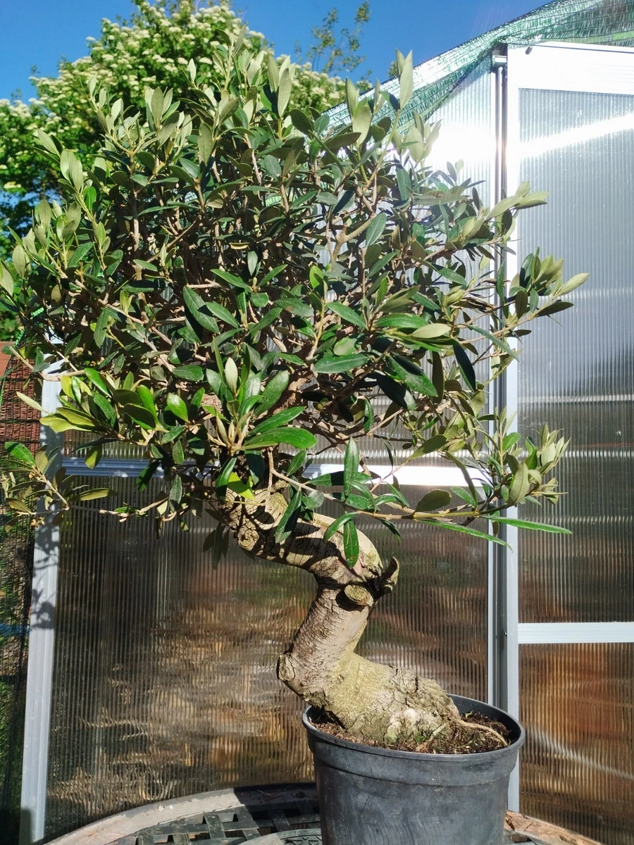 Blhende Pflanzen, Bonsai online kaufen | eBay.de