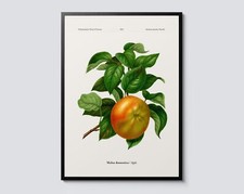 Botanical Apple Illustration, Vintage Fruit Portrait Wall Art Print, Perfect