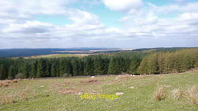 Foto 6x4 Forstwirtschaft in der Nähe Drannandow Farm, Newton Stewart Thi c2010