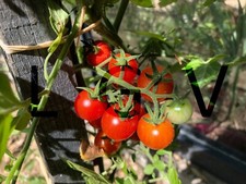 20 Graines de Tomates Cerises Rondes Rouges