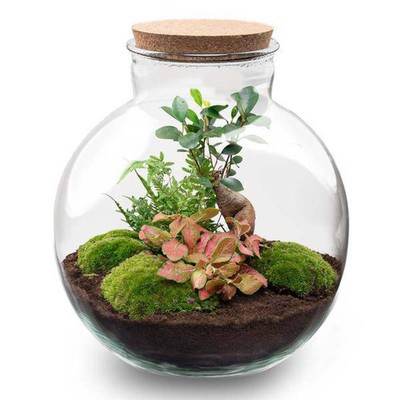 Flaschengarten - Bolder Bob Bonsai -   30 cm