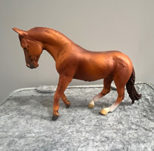 Collecta paso fino stalion body condition