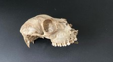 Set aus 3 echten Tierschädeln (Waschbär, Dachs, Hauskatze) – Naturdeko / Sammler