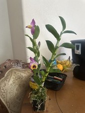 Orchid Dendrobium Nobile Rooted Stem