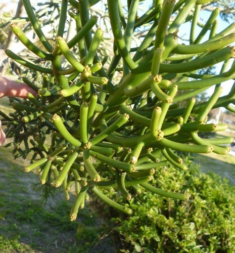 10 Esquejes De Suculenta Euphorbia Tirucalli - 第 1/2 張圖片