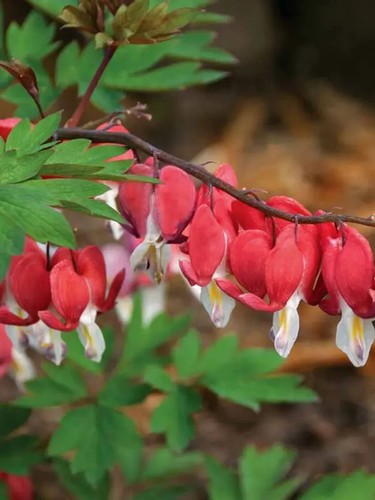25 Valentine Bleeding Heart Seeds Dicentra Spectabilis Flowers Seed US SELLER - Picture 22 of 24