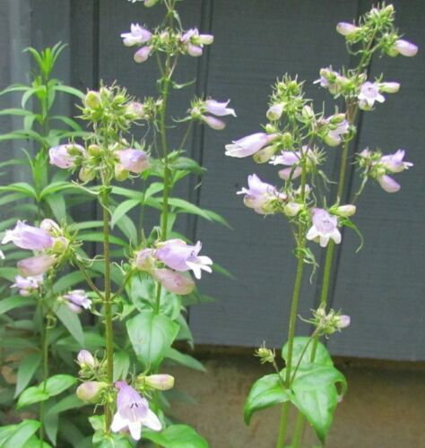 300+HAIRY BEARDTONGUE Seeds Native Wildflower Sun Shade Garden Patio Container - Picture 6 of 12