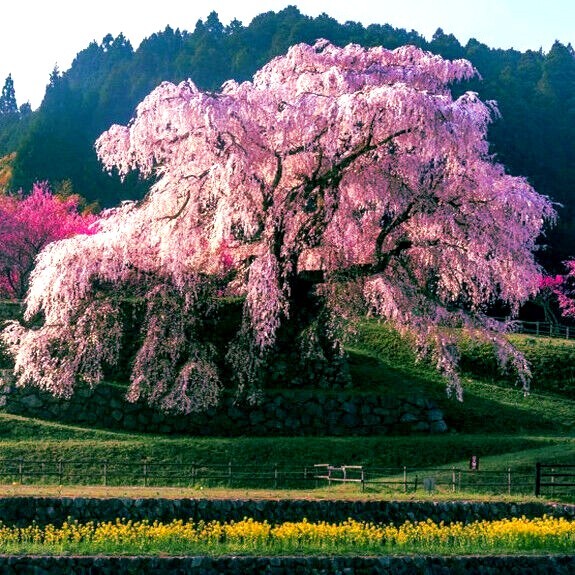 Japanese 
