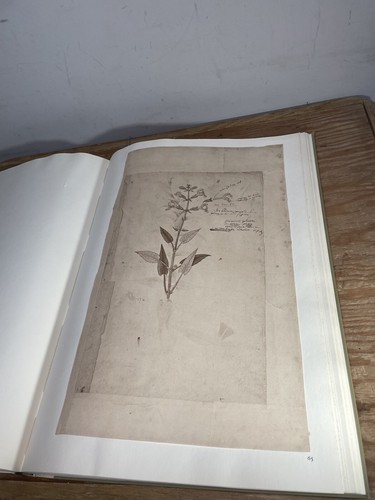 Conradi Gesneri Historia Plantarum Urs Graf Verlag - Picture 14 of 23