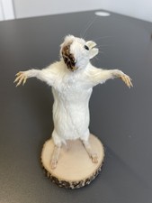 Zombie Taxidermy Rat