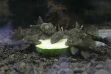 Green Dragon Bristlenose Plecos Unsexed Group of 1/3/6 Live Freshwater Fish