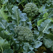 Broccoli Green Sprouting Calabrese Seeds 300 NON-GMO USA SELLER FREE SHIPPING