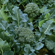 Broccoli Green Sprouting Calabrese Seeds 300+ NON-GMO USA SELLER FREE SHIPPING