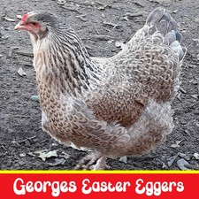 How To Successfully Source and Hatch Fertile Chicken Eggs in Australia