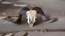 Beautiful 27&rdquo; Ram  Skull Taxidermy Sheep Mount  Horns Man Cave Western Rustic