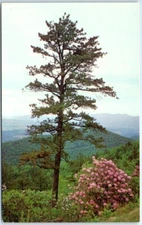 Pine Trees and Azalea on Skyline Drive - Shenandoah National Park, Virginia