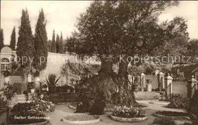 Palaestina Garten Gethsemane