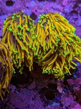 Single Head Cherry Coral 21 Tails Gold Torch 24K Grail Live Coral LPS SPS Frag