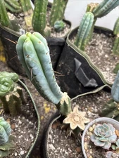 lumberjack Cacti 🌵  🌶️ Random Grower Chooses