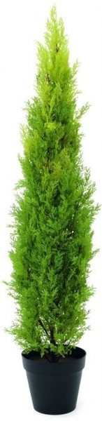 Europalms Zypresse, Leyland, 120Cm-image