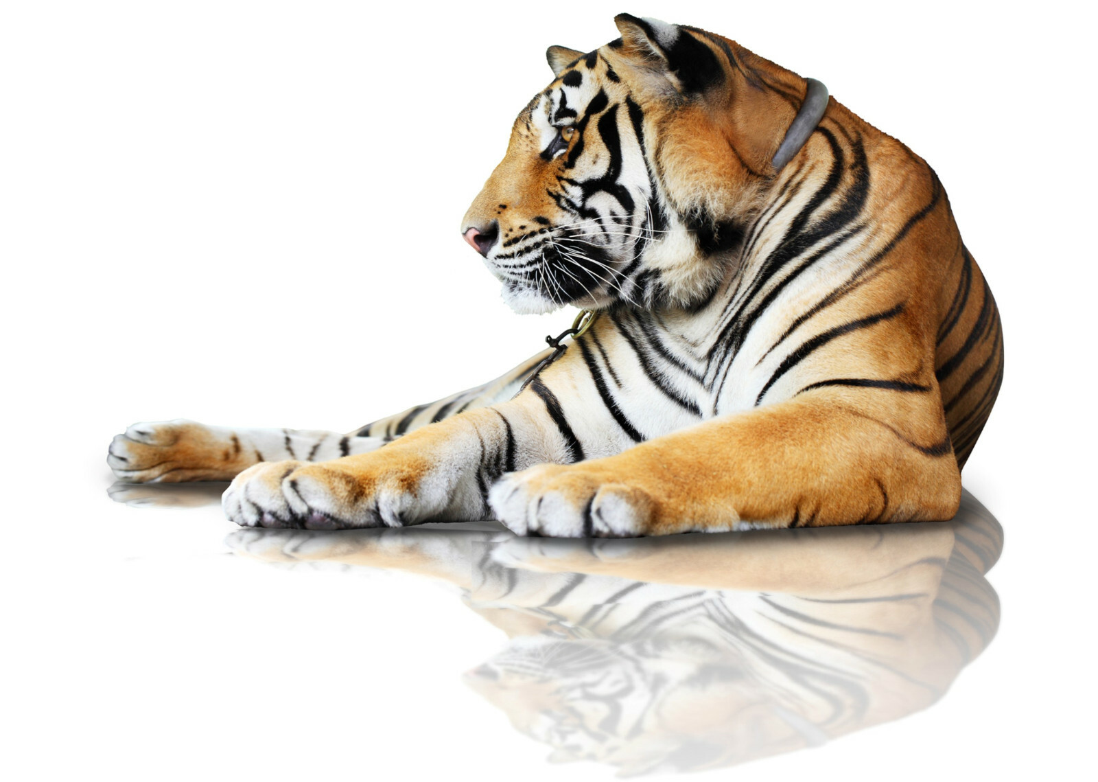 Cotton Tea Towel The Sitting Tiger -  machine washable