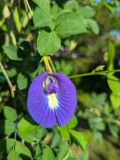 25 Butterfly Pea Seeds Clitoria Ternatea / Aparajita / Asian Pigeonwings