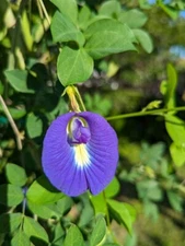 25 Butterfly Pea Seeds (Clitoria Ternatea / Aparajita / Asian Pigeonwings)