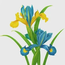 Orenco Originals Redoute Blue Yellow Iris Flower Counted Cross Stitch Pattern
