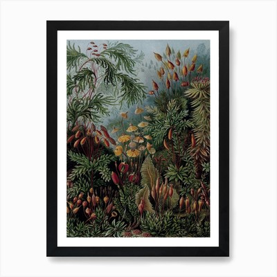 Vintage Haeckel 17 Tafel 72 Laubmoo Framed Wall Art Poster Canvas Print Picture