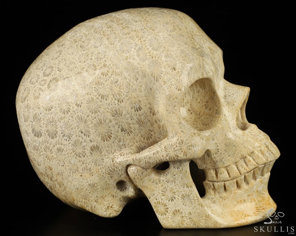 Calavera de cristal tallada a mano fósil de coral de 5,1", súper realista, curación con cristal Foto 4 de 4