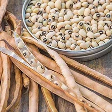 50+ BLACKEYE PEA Black Eye Eyed Southern Cow Pea Vegetable Legume Seeds 