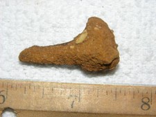 Dinosaur fossil tooth Spinosaurus Cretaceous Era bigger 1.5 inch long E13