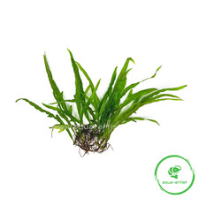 10x Microsorum sp. 'Trident' – Gelappter Javafarn Aquariumpflanze Süßwasser