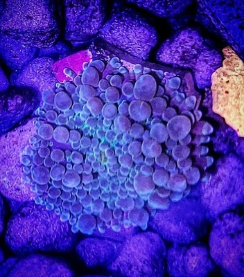 WYSIWYG Monster Green Yuma Mushroom Coral From Massive Bouncing Mother