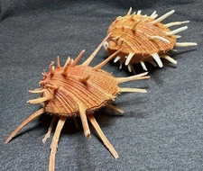 Spondylus regius ... Contrasting pair .... 102 & 111mm ...