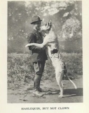 Harlequin Great Dane "P" - CUSTOM MATTED - 1931 Vintage Dog "Photo" Print