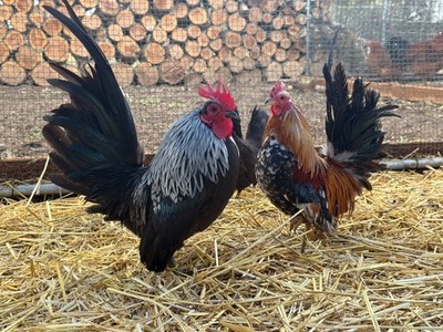 18+ Fertile Serama Chicken Hatching Eggs NPIP/AI/PT Clean Secure Foam Packaging