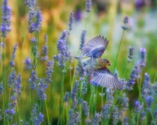 Goldfinch in Lavender by Joseph Fisher Fine Art Print Wildlife Bird Nature 22x27