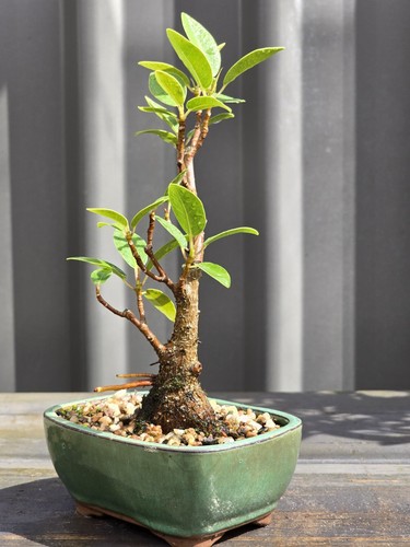 Port Jackson Fig BONSAI FREE EXPRESS POST Posted With The Pot - Picture 8 of 9