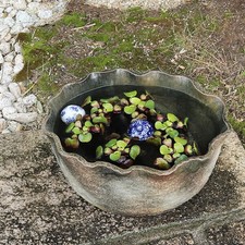 Hand-Formed Kiln-Finish Water Basin (Shigaraki Ware) for Goldfish/Medaka