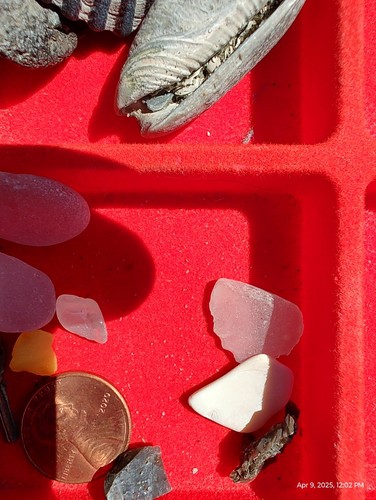 Outer Banks Ocean beach drift finds shells Surf tumbled crystal sea glass 170 gr - Picture 3 of 23