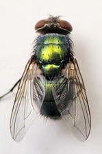 Diptera / Fly Specimens - Insect Collection Entomology Choose Family  Species