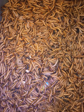 50 Live superworms Feeder Insects Reptile Food