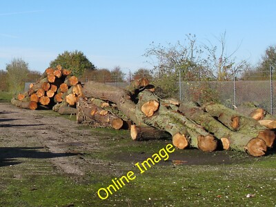 Photo 6x4 Felled Trunks, Great Saling Crow's Green Recently cut tree trun c2013