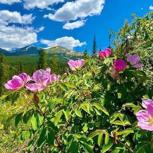 Icelandic Arctic Tea – Wild Nordic Herbal Blend with Flowers, Berries & Rhodiola - Picture 8 of 10