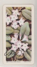 1968 National Wildlife Federation Wildflowers Trailing Arbutus #37 z6d